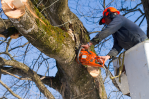 A picture of one of our arborists cutting down a branch on a large oak tree in Bury St Edmunds